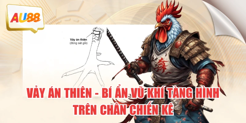 Vảy Án Thiên – Bí Ẩn Vũ Khí “Tàng Hình” Trên Chân Chiến Kê 9 Vảy Án Thiên – Bí Ẩn Vũ Khí “Tàng Hình” Trên Chân Chiến Kê